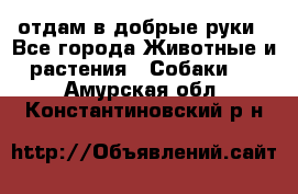 отдам в добрые руки - Все города Животные и растения » Собаки   . Амурская обл.,Константиновский р-н